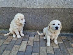 Pui (cateluse) Golden Retriever